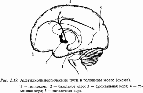 Основы нейрофизиологии i_1E.png