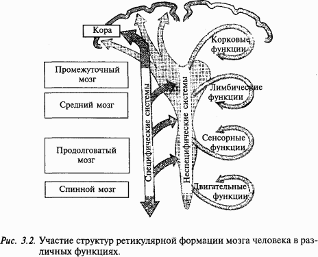 Основы нейрофизиологии i_20.png