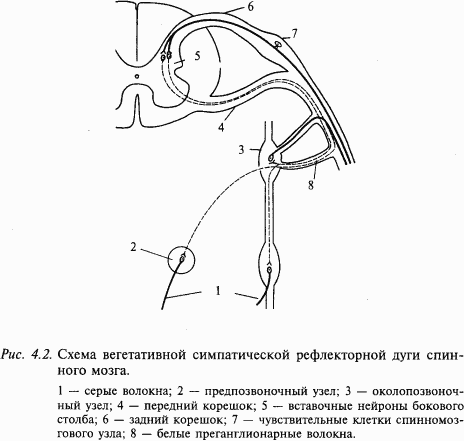 Основы нейрофизиологии i_24.png
