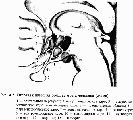 Основы нейрофизиологии i_27.png