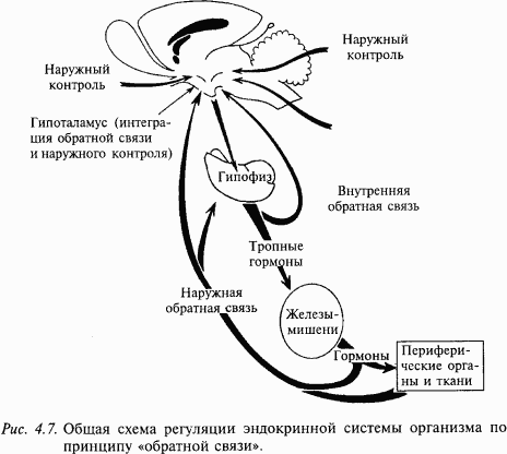 Основы нейрофизиологии i_29.png