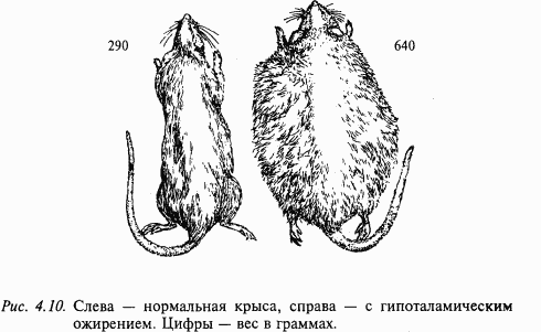 Основы нейрофизиологии i_2C.png