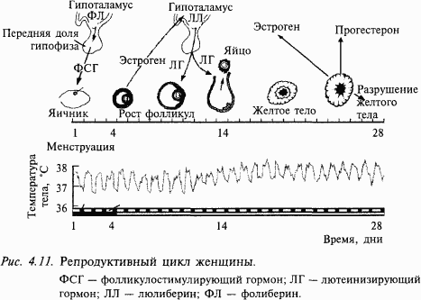 Основы нейрофизиологии i_2D.png