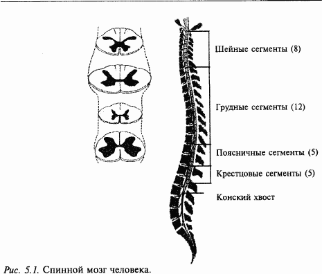 Основы нейрофизиологии i_2F.png