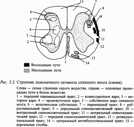 Основы нейрофизиологии i_30.png