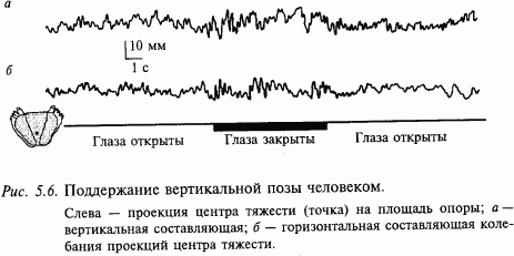Основы нейрофизиологии i_34.png