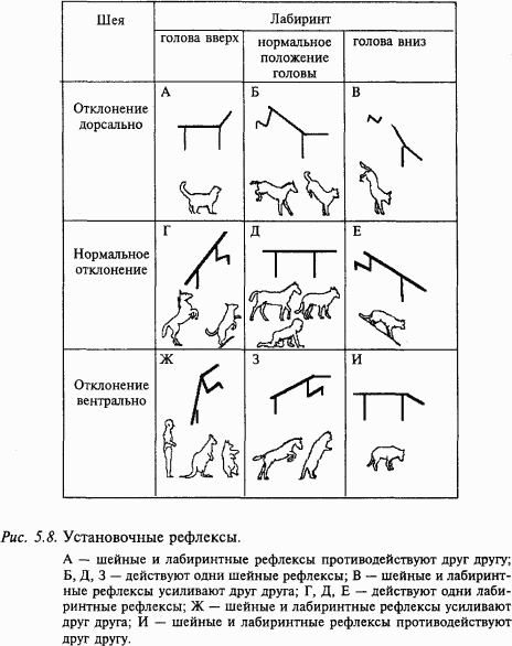 Основы нейрофизиологии i_36.png