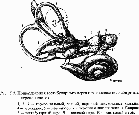 Основы нейрофизиологии i_37.png