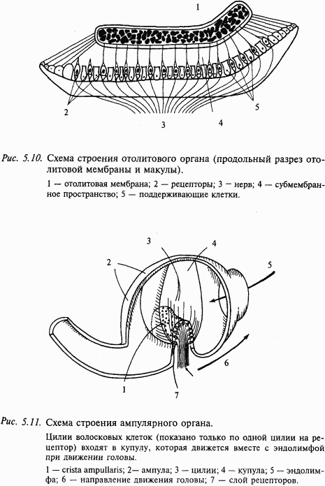 Основы нейрофизиологии i_38.png