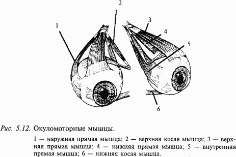 Основы нейрофизиологии i_39.png