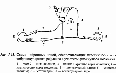 Основы нейрофизиологии i_3A.png