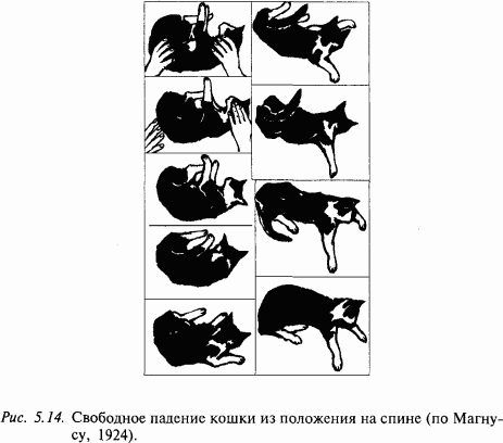 Основы нейрофизиологии i_3B.png