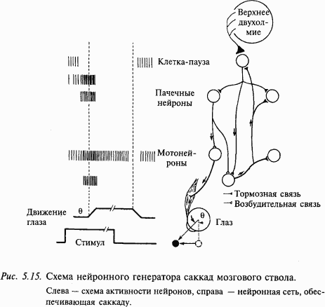Основы нейрофизиологии i_3C.png