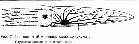 Основы нейрофизиологии i_08.png