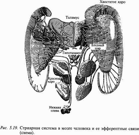 Основы нейрофизиологии i_40.png