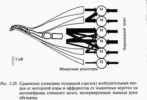 Основы нейрофизиологии i_41.png