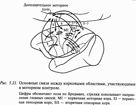 Основы нейрофизиологии i_42.png