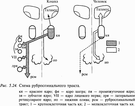 Основы нейрофизиологии i_44.png