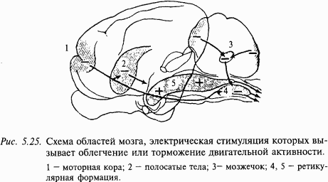 Основы нейрофизиологии i_45.png