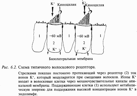 Основы нейрофизиологии i_47.png
