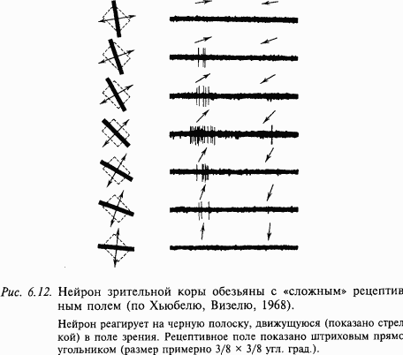 Основы нейрофизиологии i_50.png
