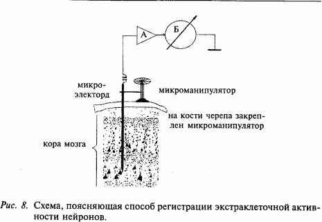 Основы нейрофизиологии i_09.png