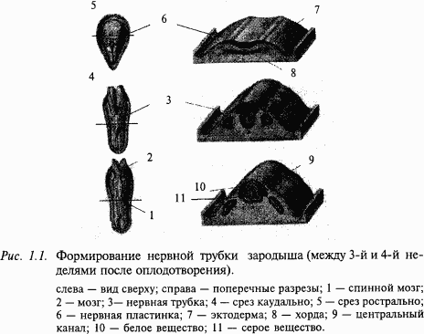 Основы нейрофизиологии i_0B.png