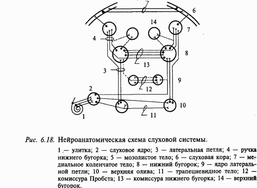 Основы нейрофизиологии i_56.png