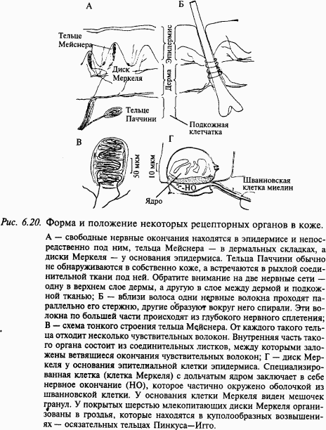Основы нейрофизиологии i_58.png