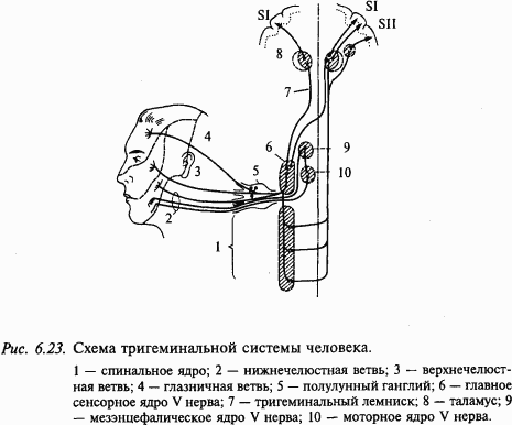 Основы нейрофизиологии i_5B.png