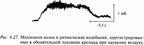 Основы нейрофизиологии i_5F.png