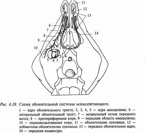 Основы нейрофизиологии i_60.png