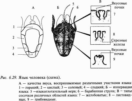 Основы нейрофизиологии i_61.png