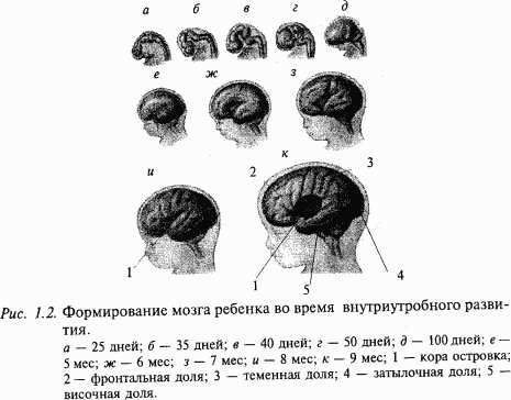 Основы нейрофизиологии i_0C.png