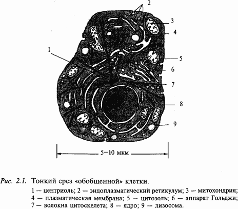Основы нейрофизиологии i_0D.png