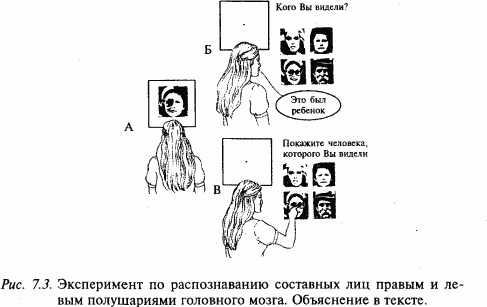 Основы нейрофизиологии i_64.png