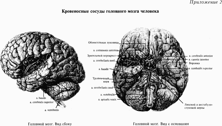 Основы нейрофизиологии i_6B.png