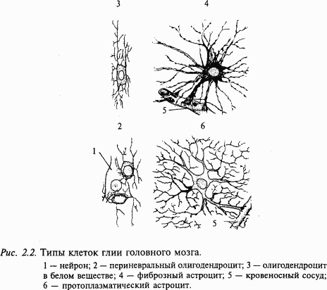 Основы нейрофизиологии i_0E.png