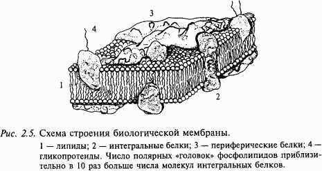 Основы нейрофизиологии i_10.png