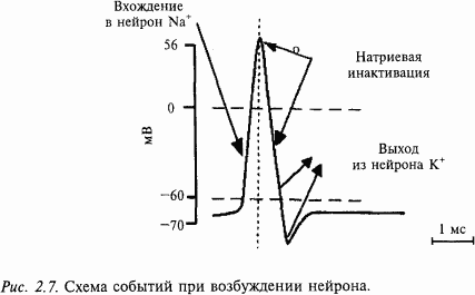 Основы нейрофизиологии i_12.png