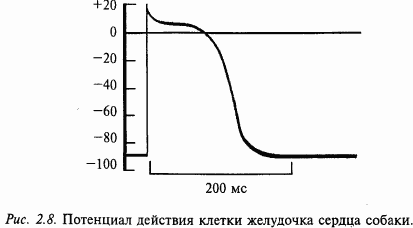 Основы нейрофизиологии i_13.png