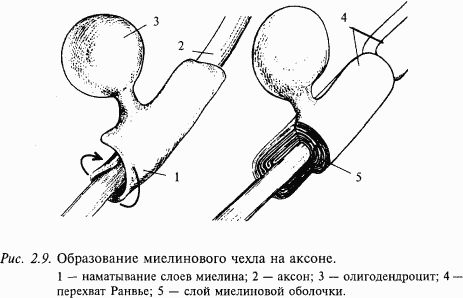 Основы нейрофизиологии i_14.png