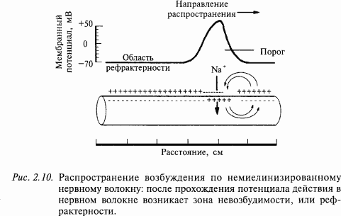 Основы нейрофизиологии i_15.png