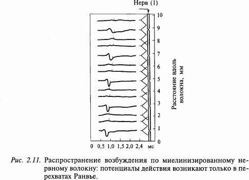 Основы нейрофизиологии i_16.png