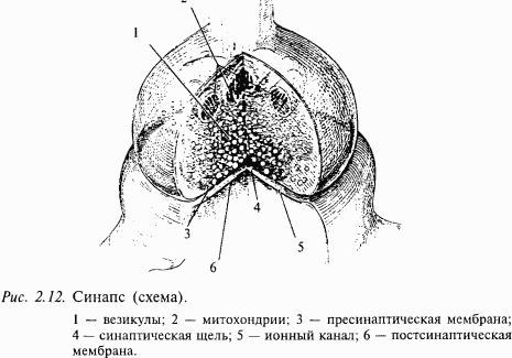 Основы нейрофизиологии i_17.png