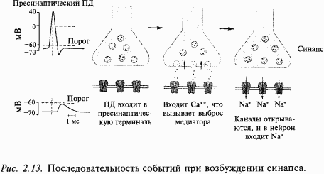 Основы нейрофизиологии i_18.png