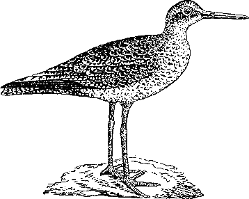 Записки ружейного охотника Оренбургской губернии (с илл.) i_007.png
