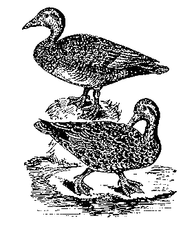 Записки ружейного охотника Оренбургской губернии (с илл.) i_021.png