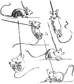 Красная книга сказок кота Мурлыки i_057.png