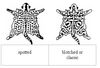 Генетика genetics6.gif